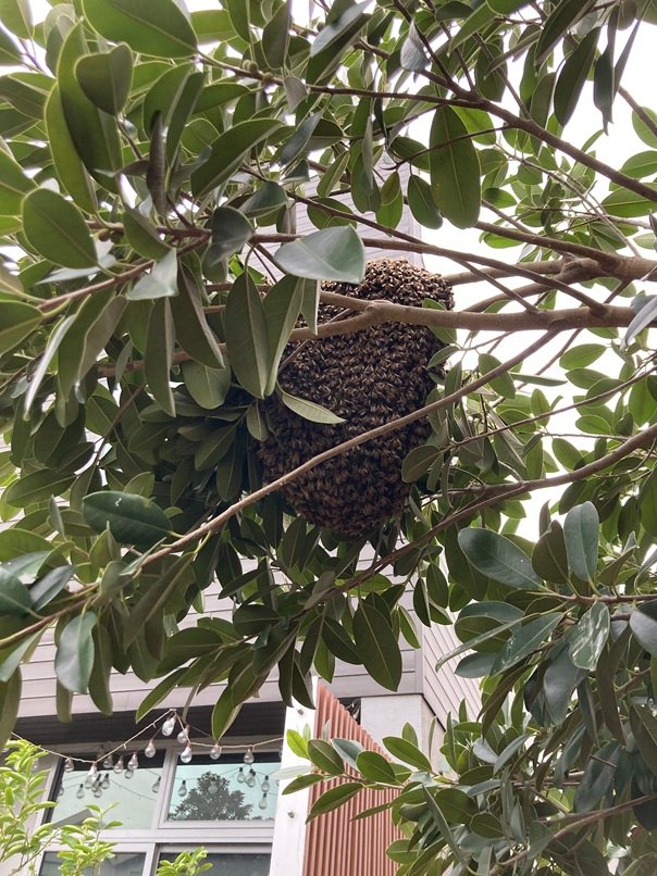 Swarm photo